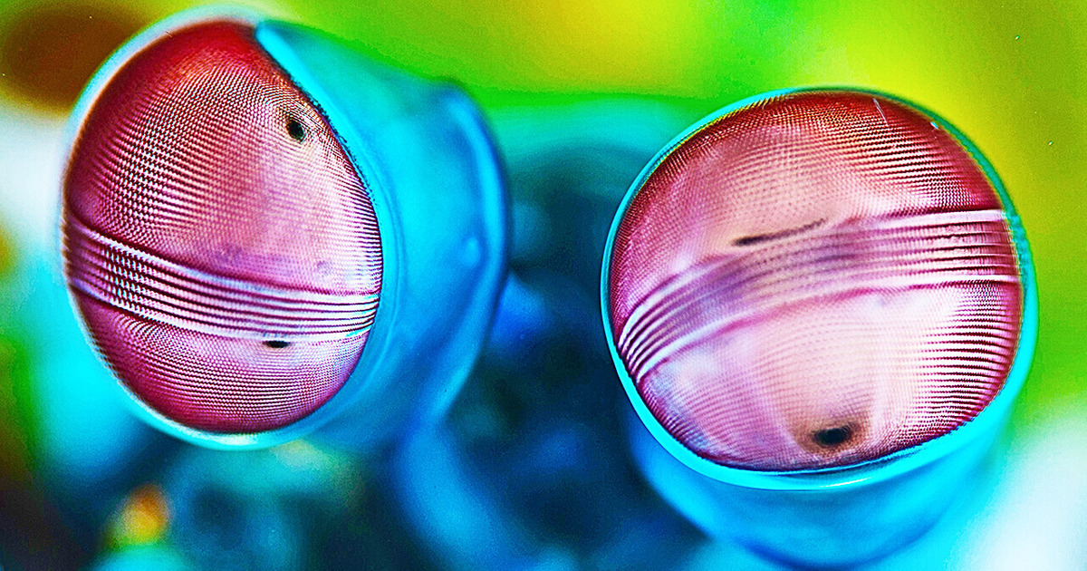 Tu n’as Peut-Être Jamais Imaginé Que Des Crevettes Pouvaient Être Aussi Dangereuses