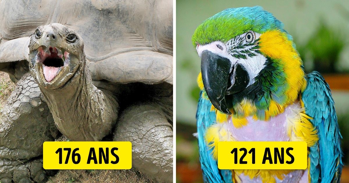10+ Animaux qui ont dépassé leur espérance de vie et célébré de nombreux anniversaires 10+ Animaux qui ont dépassé leur espérance de vie et célébré de nombreux anniversaires