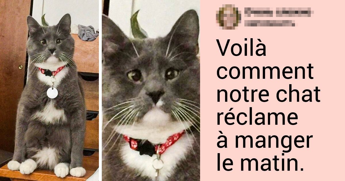 20+ Coquins poilus qui sont capables de plein de choses pour recevoir leur nourriture