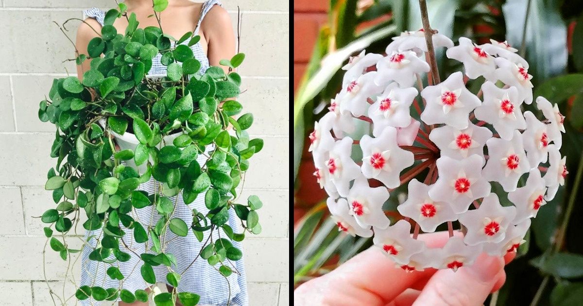 12 Plantes grasses que tu peux accrocher chez toi pour donner plus de vie à ton intérieur