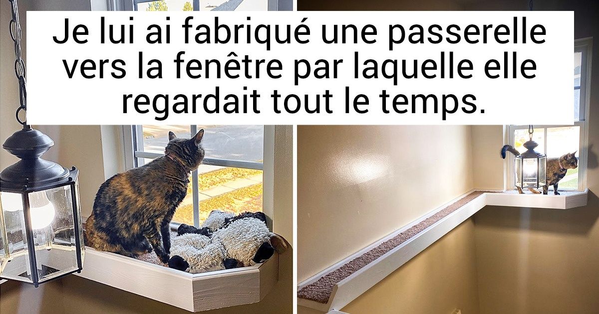 20 Animaux qui ont trouvé leur âme sœur humaine