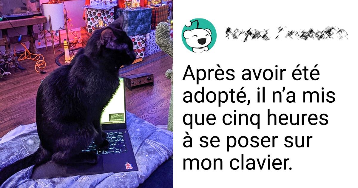 20 Animaux dont la vie a changé une fois adoptés