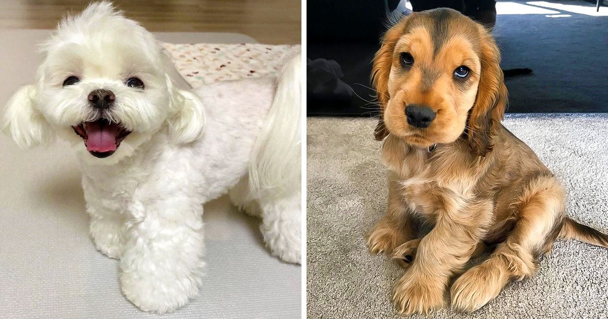 10 Races de chiens les plus adorables au monde 10 Races de chiens les plus adorables au monde