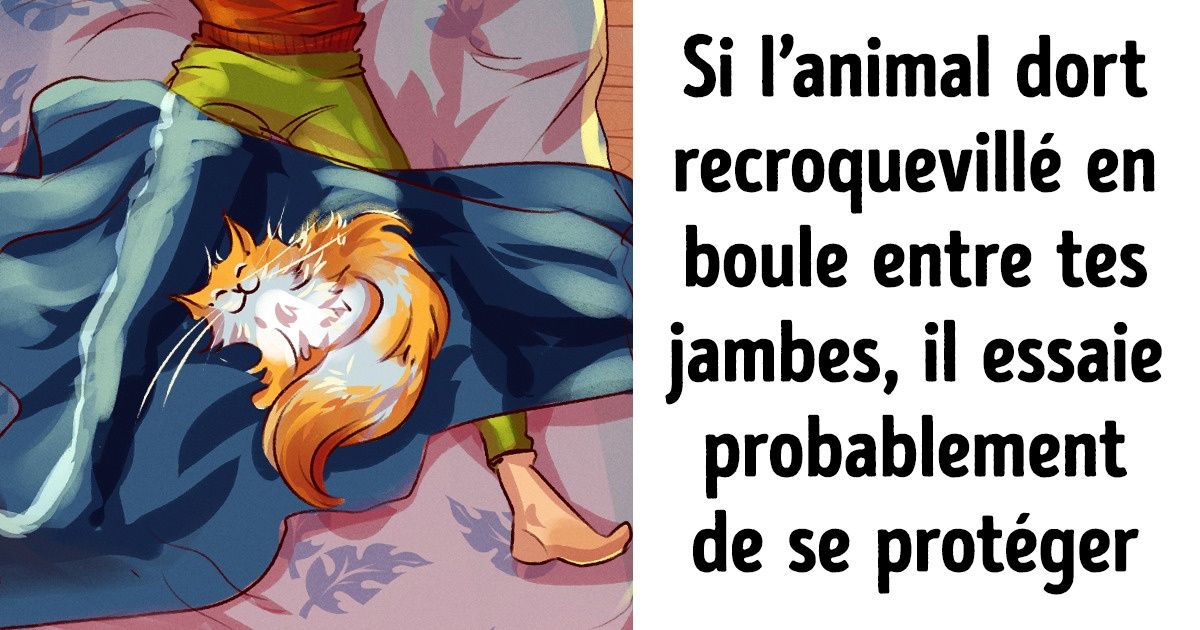 Que signifient les positions que prennent nos animaux de compagnie quand ils dorment avec nous Que signifient les positions que prennent nos animaux de compagnie quand ils dorment avec nous