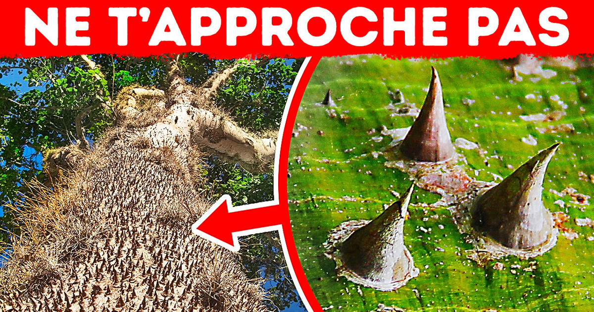 Si Tu Vois Cet Arbre à Piquants, Vas-t’en Immédiatement Si Tu Vois Cet Arbre à Piquants, Vas-t’en Immédiatement