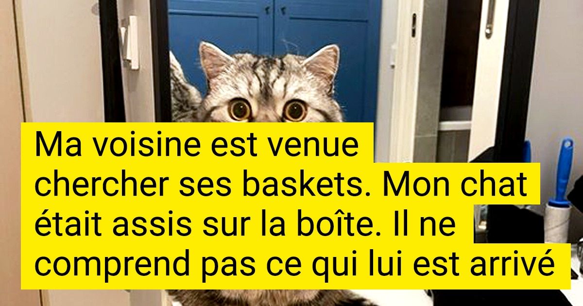 18 Animaux de compagnie qui sont trop mignons quand ils font la tête