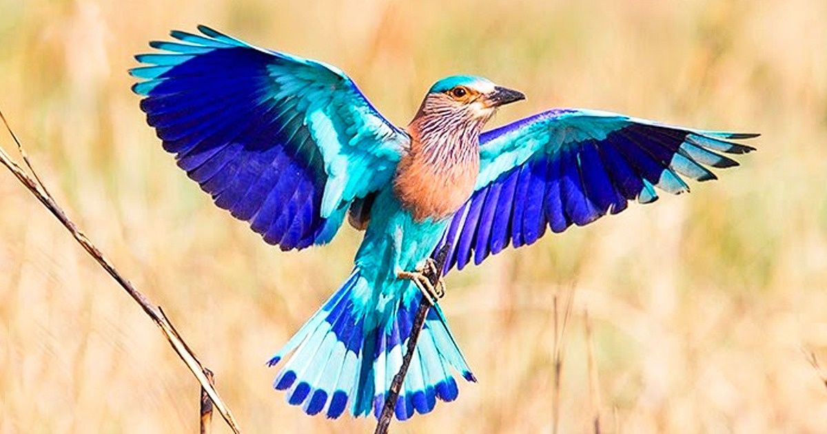 Cet oiseau semble être descendu du ciel imprégné de toutes ces couleurs