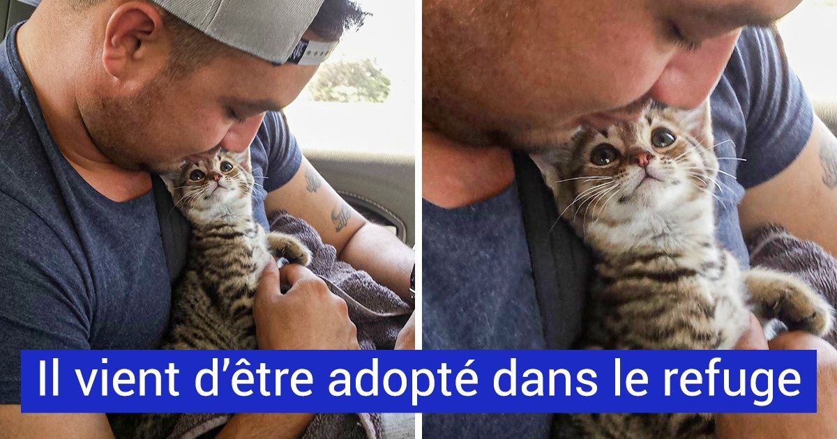 20+ Animaux de compagnie qui regardent leurs maîtres d’une façon vraiment touchante