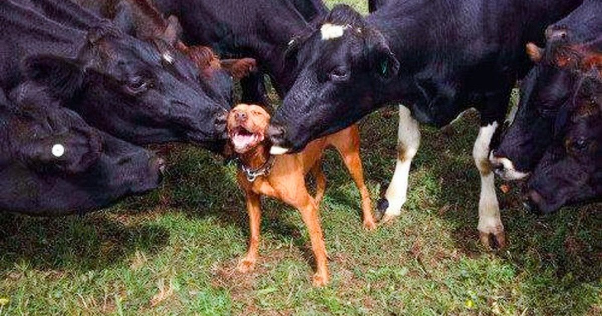 Ces 22 animaux ont l’air vraiment très heureux