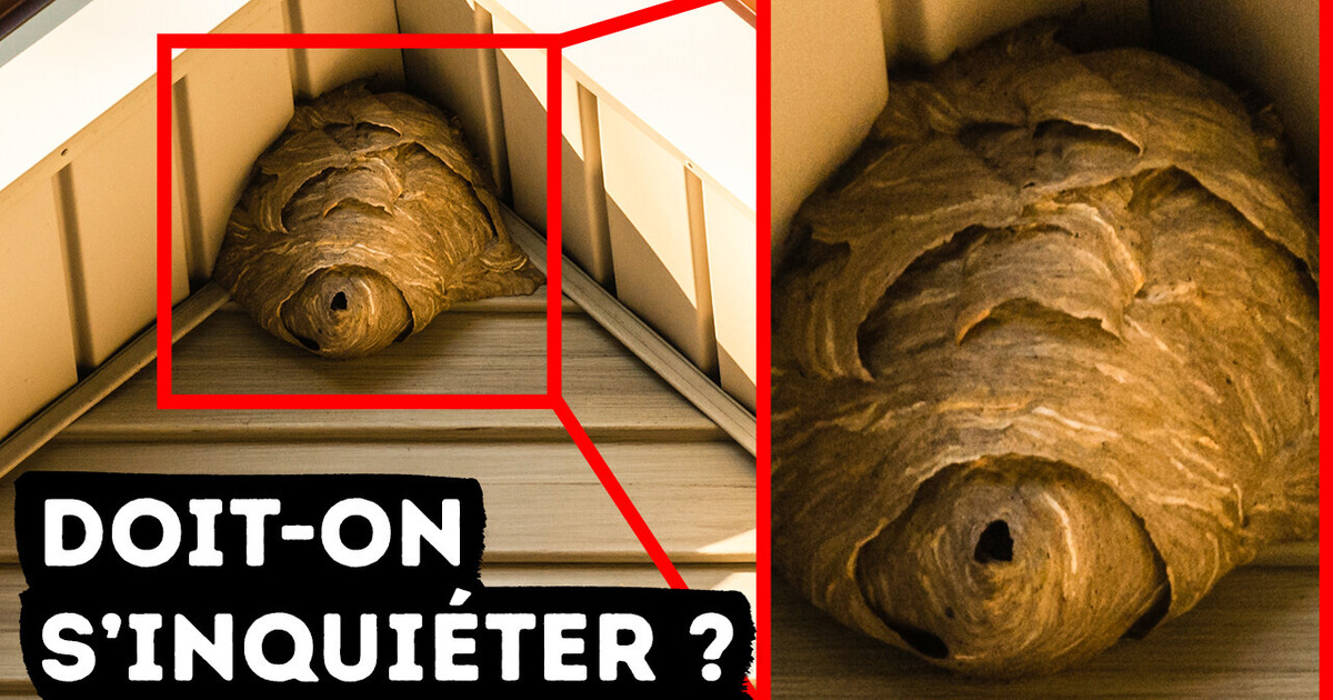Si tu en trouves un dans ton jardin, appelle les secours immédiatement