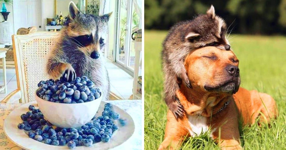 20 Photos qui prouvent que les ratons laveurs sont les meilleurs pour nous mettre de bonne humeur 20 Photos qui prouvent que les ratons laveurs sont les meilleurs pour nous mettre de bonne humeur