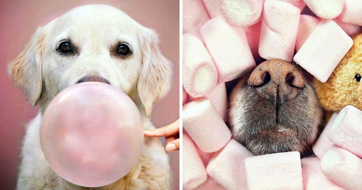 20+ Photos du golden retriever d’une photographe qui feront fondre ton cœur (Spoiler : même le nez de ce chien est photogénique)