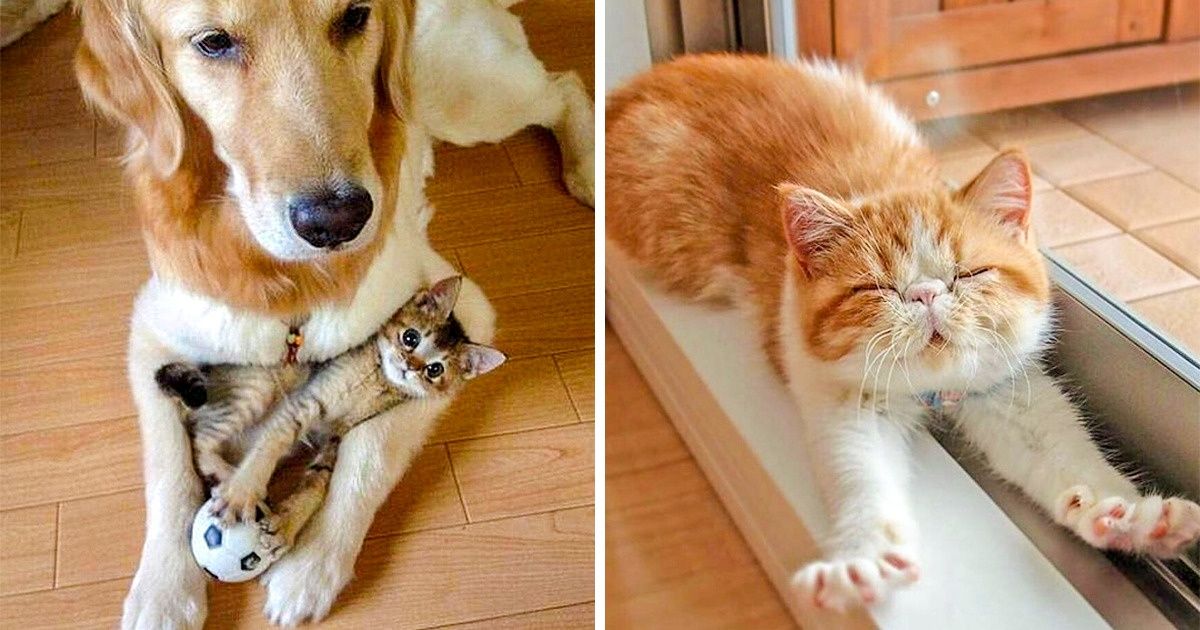 25 photos qui montrent à quel point les chats sont des créatures adorables !