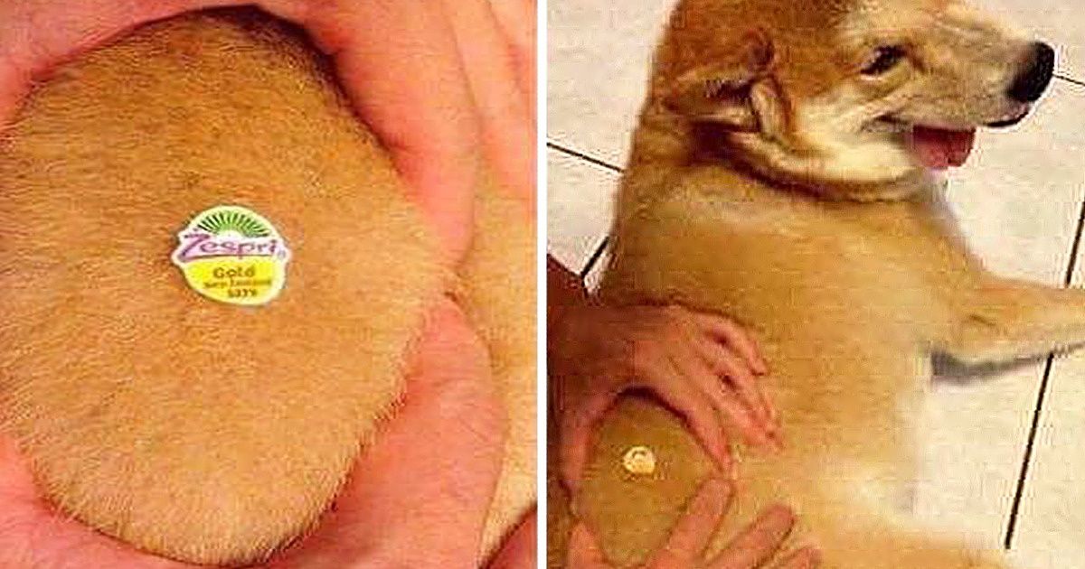 22 Photos qui montrent à quel point il est facile de nous duper sur internet