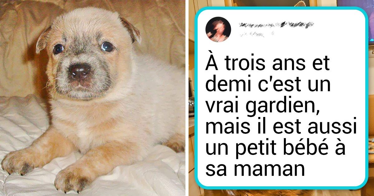 10+ Chiens de race qui ont surpris tout le monde en grandissant