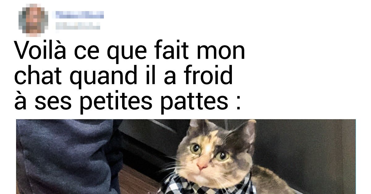 20+ Chats qui font tout pour embêter leur maître
