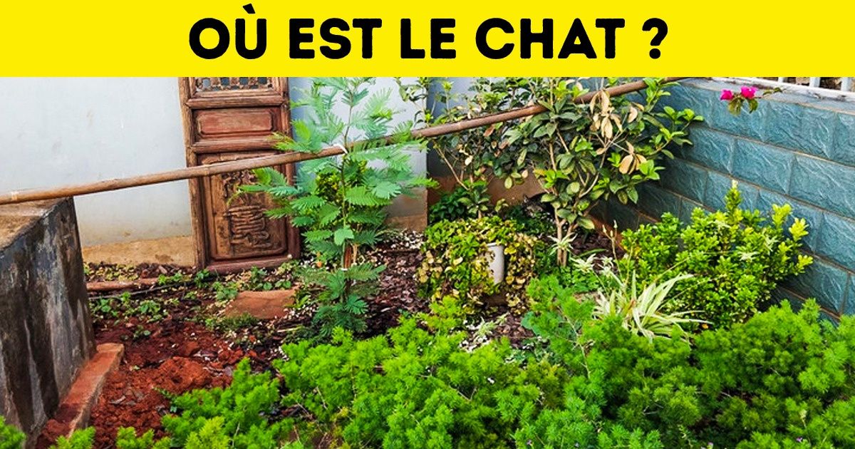 Entraîne-toi à devenir un champion de l’observation en cherchant les chats cachés sur ces photos Entraîne-toi à devenir un champion de l’observation en cherchant les chats cachés sur ces photos