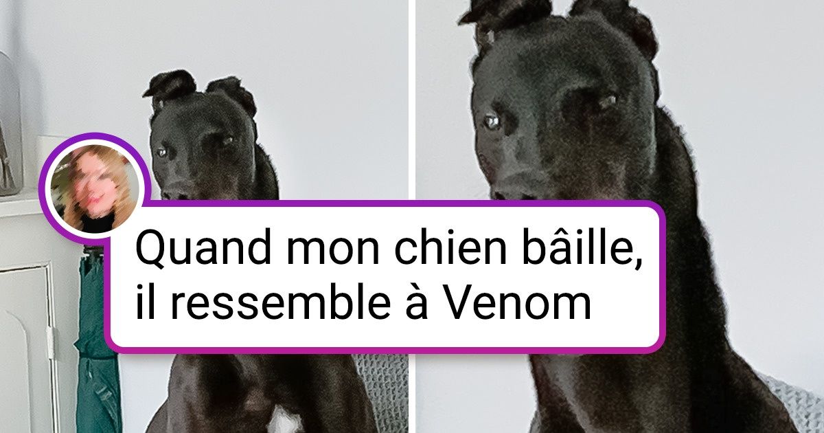 17 Animaux de compagnie qui nous glacent le sang rien qu’en les regardant