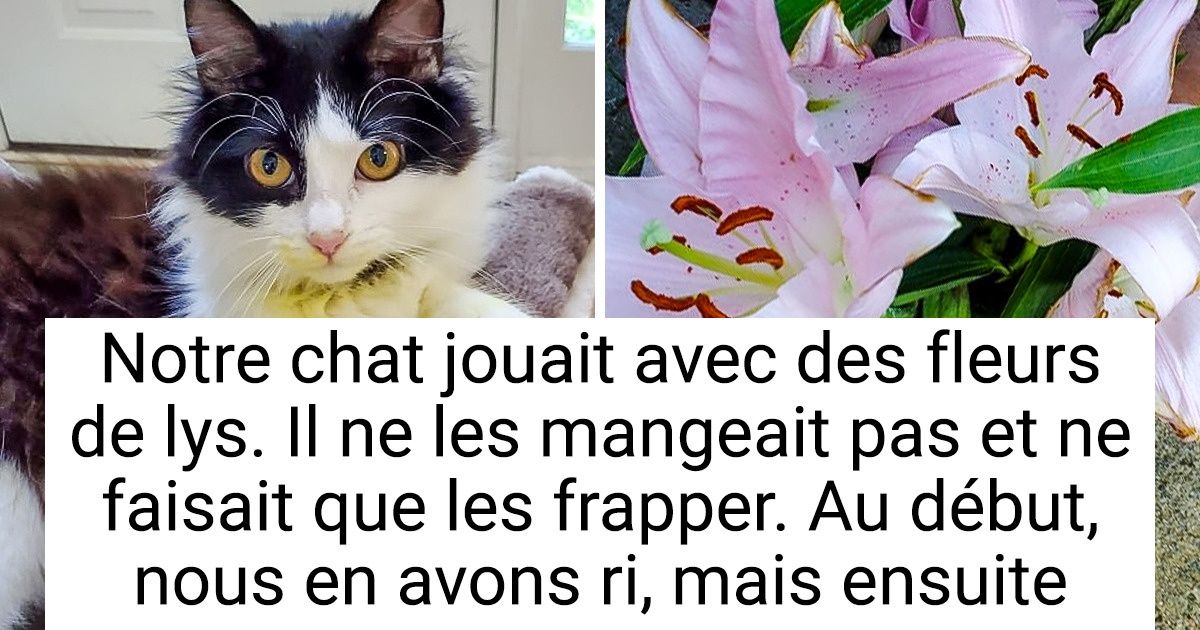 9 Choses Habituelles Qui Peuvent Couter La Sante Et Meme La Vie De Nos Animaux De Compagnie