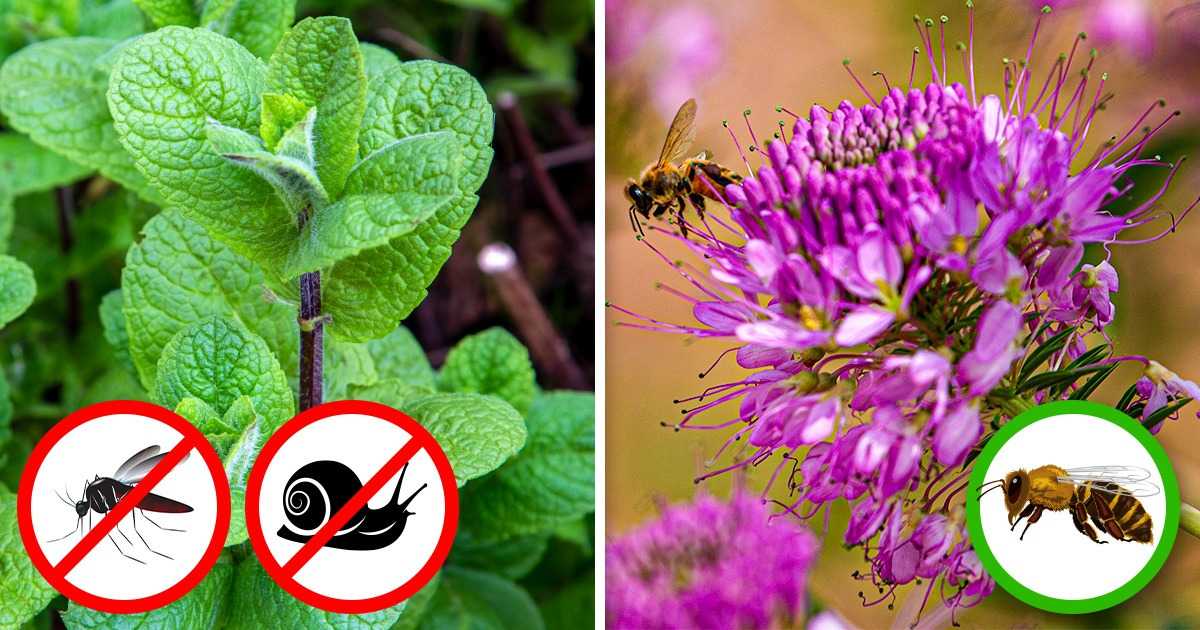 7 Plantes qui éloignent les nuisibles de ton jardin, et 7 autres qui attirent les pollinisateurs 7 Plantes qui éloignent les nuisibles de ton jardin, et 7 autres qui attirent les pollinisateurs