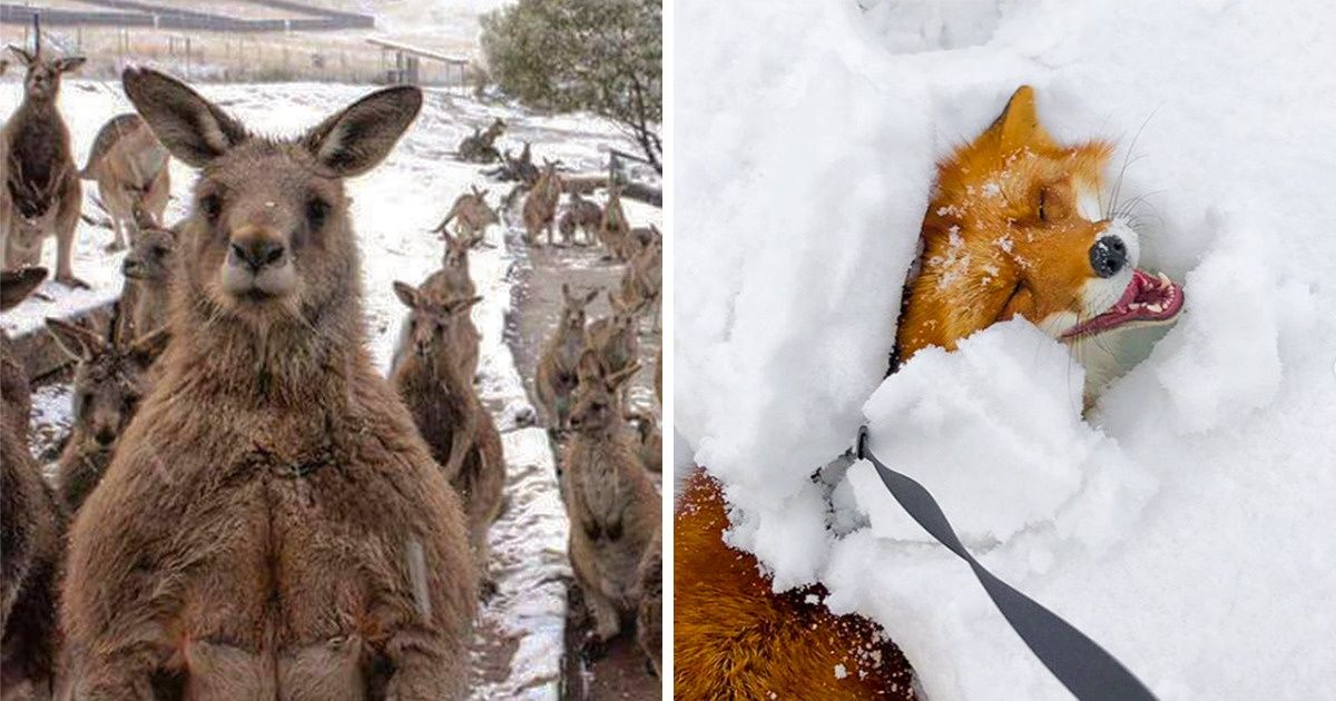 22 animaux qui nous font fondre le cœur cet hiver !