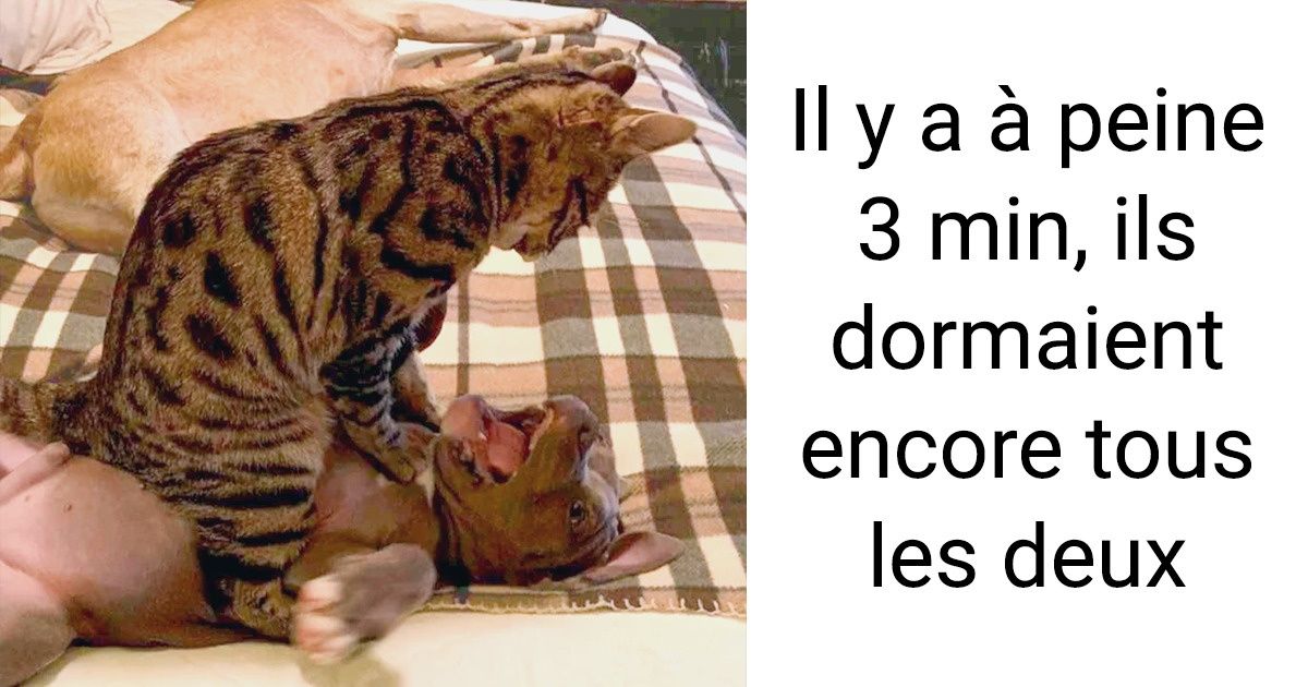 20 Animaux qui illustrent parfaitement ce qu’est le culot