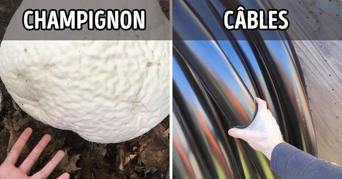 17 Photos montrant que la taille réelle de certaines choses prend toute son ampleur quand on les compare à d’autres