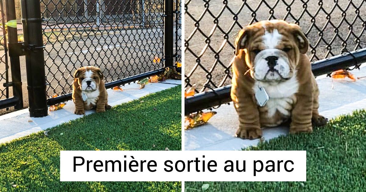 25 Photos d’animaux domestiques tellement mignons qu’ils nous embrasent littéralement le cœur