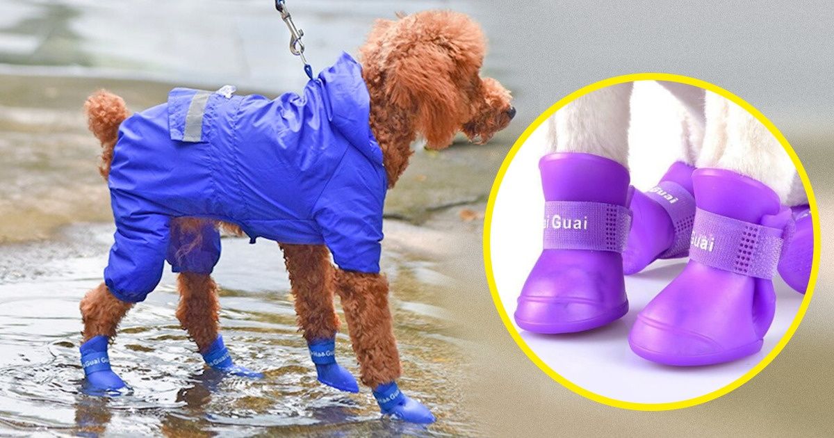 15+ Articles que tu peux acheter chez AliExpress pour chouchouter ton animal de compagnie