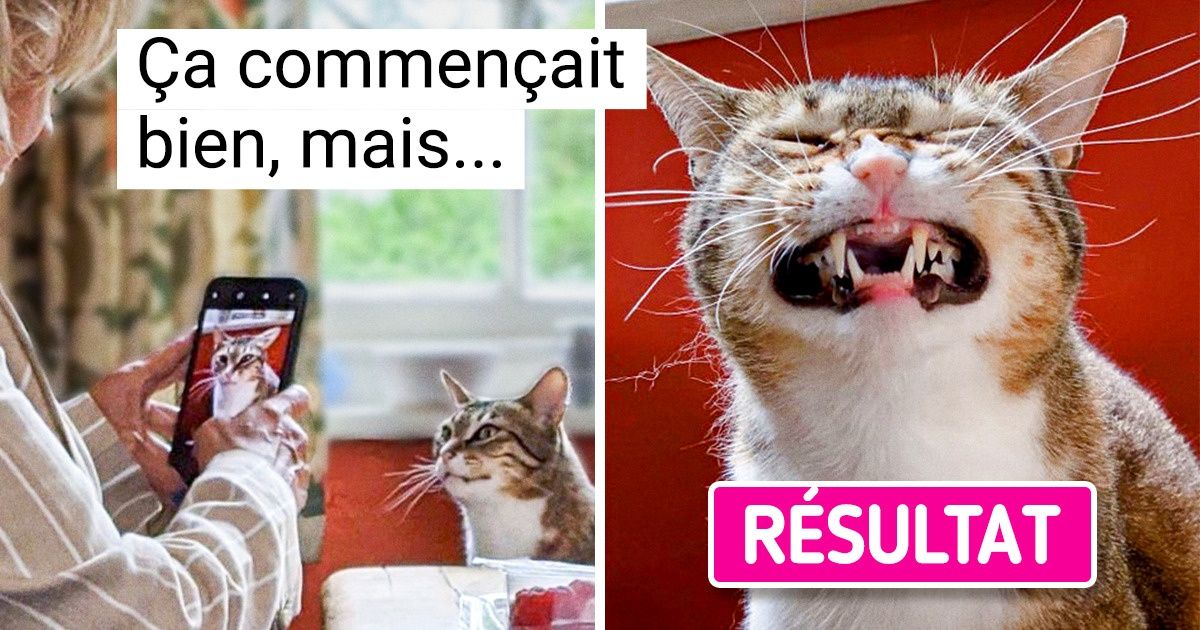 15 Photos qui prouvent une fois de plus que nos animaux de compagnie nous apportent la touche de piment dont nous avons tous besoin