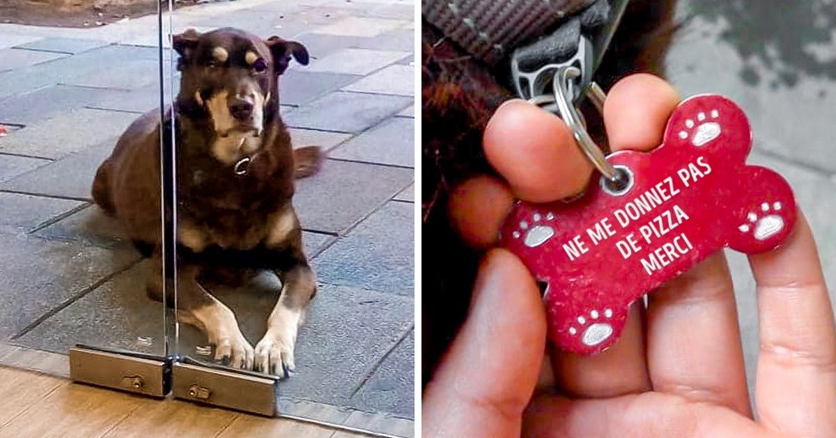 Ces chiens nous prouvent qu’ils sont capables de tout pour avoir à manger Ces chiens nous prouvent qu’ils sont capables de tout pour avoir à manger