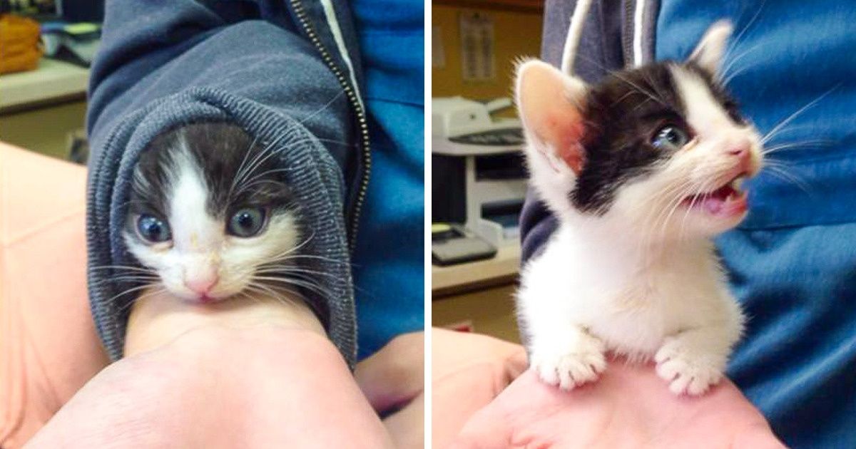 19 Animaux dont la bonne humeur te fera oublier tous tes petits problèmes