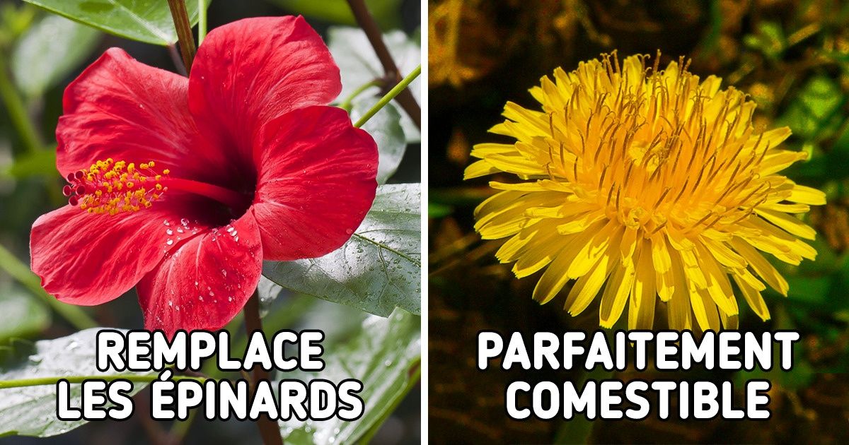 12 Fleurs comestibles que tu peux inclure dans ton alimentation