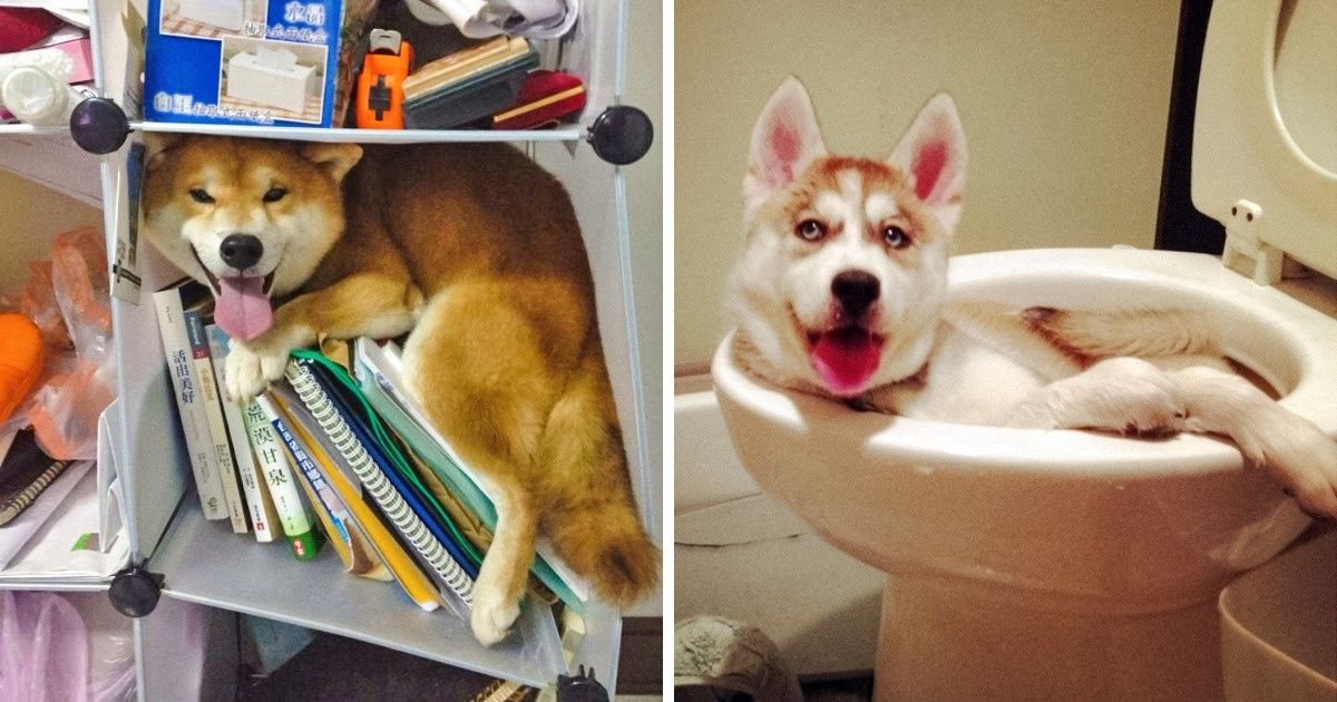 19 animaux de compagnie qui savent parfaitement comment s’amuser !