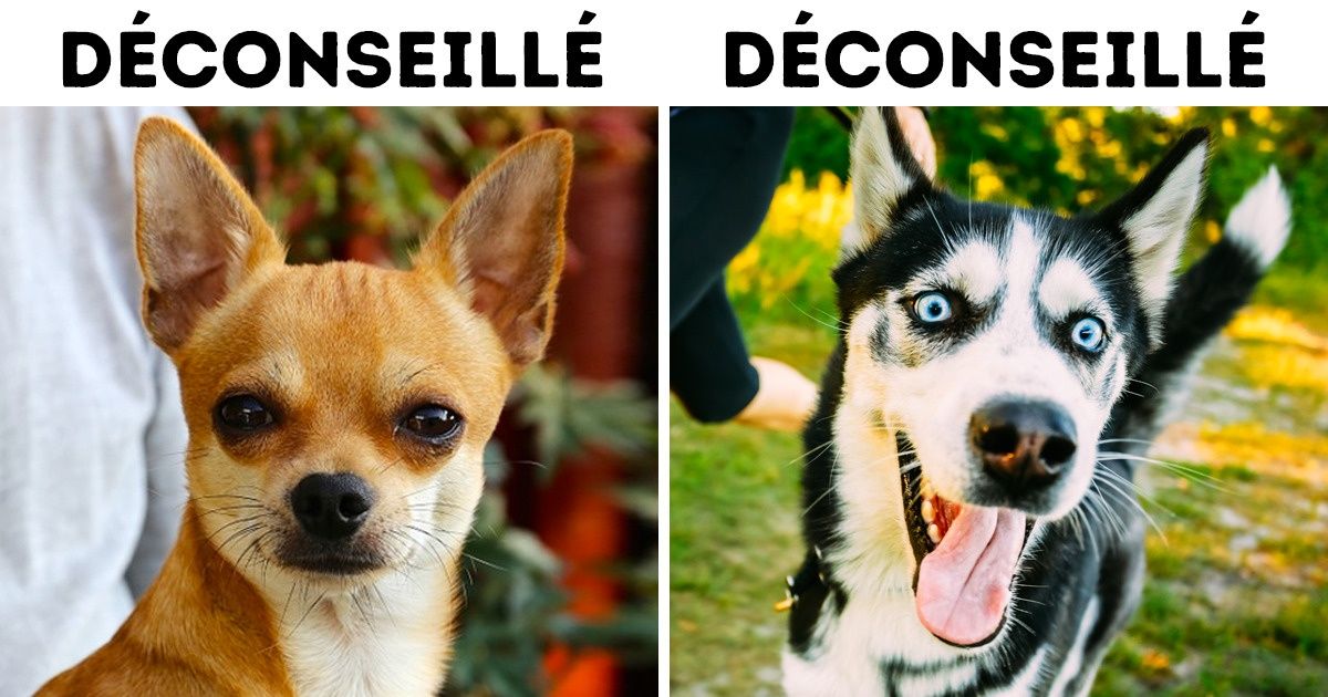 10 Races de jolis chiens déconseillées pourtant aux familles avec de petits enfants 10 Races de jolis chiens déconseillées pourtant aux familles avec de petits enfants