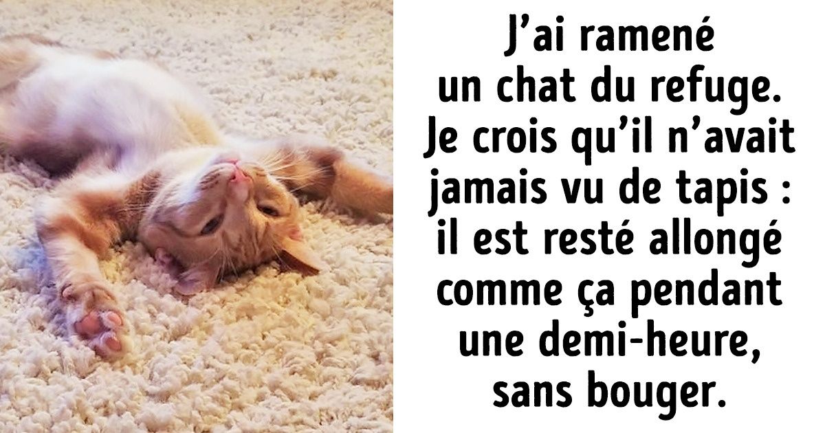 20+ Exemples qui nous montrent qu’offrir une nouvelle vie aux animaux abandonnés est un geste inestimable 20+ Exemples qui nous montrent qu’offrir une nouvelle vie aux animaux abandonnés est un geste inestimable