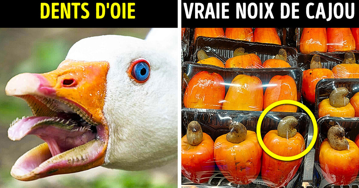 Des joyaux cachés : 10 objets ordinaires vus sous un nouvel angle Des joyaux cachés : 10 objets ordinaires vus sous un nouvel angle