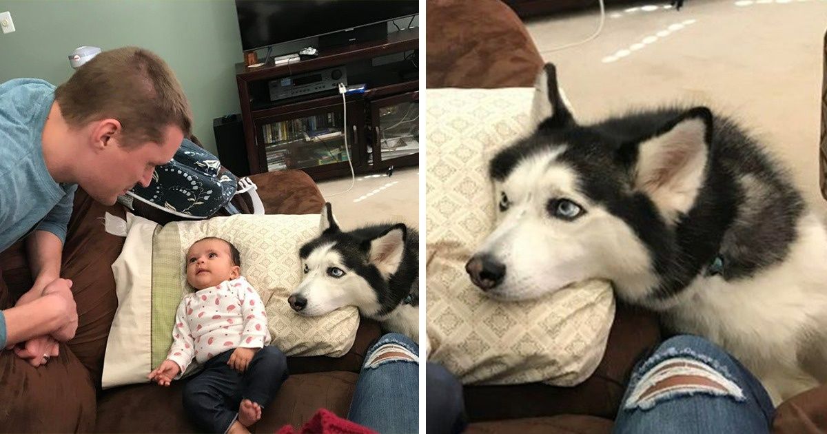 20+ Animaux qui n’ont pas besoin de parler pour exprimer leur amour