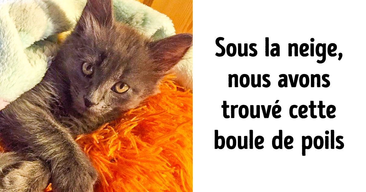Tu es mon ami et je me sens responsable de toi #Nuncateabandonaré (Lutte contre l’abandon animal) Tu es mon ami et je me sens responsable de toi #Nuncateabandonaré (Lutte contre l’abandon animal)