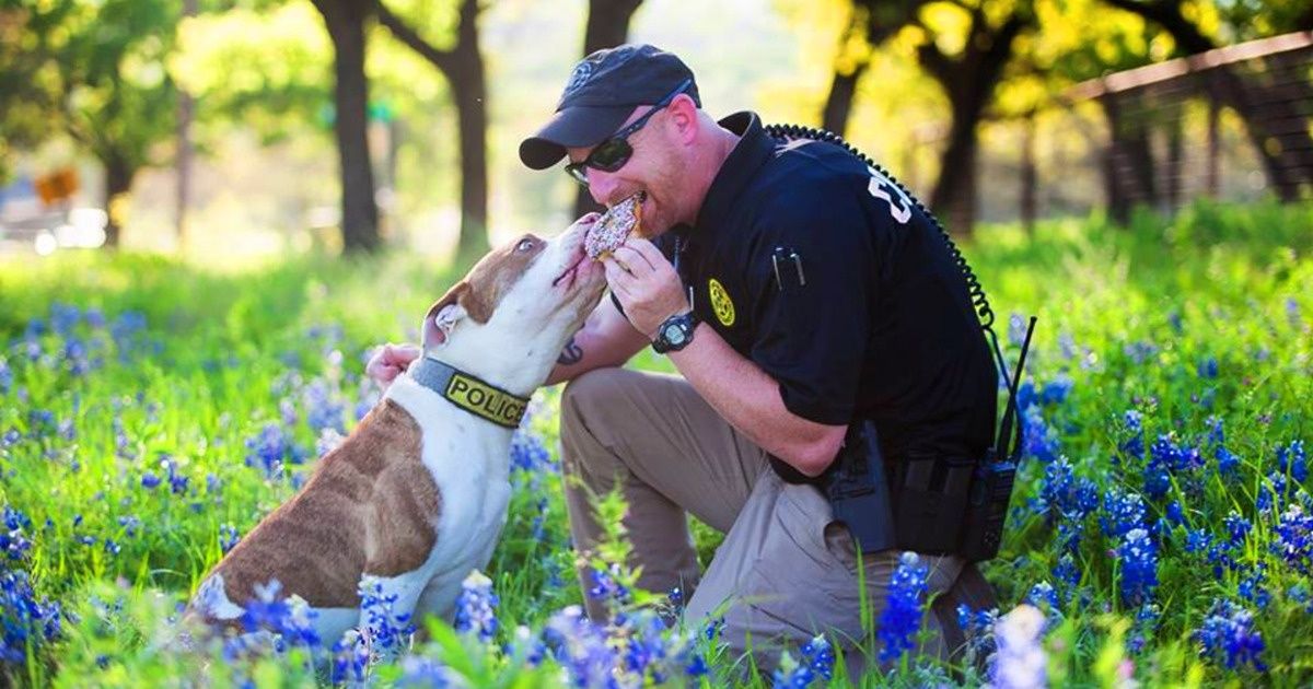 Des organisations américaines sauvent des pitbulls sur le point d’être sacrifiés et les transforment en agents de police Des organisations américaines sauvent des pitbulls sur le point d’être sacrifiés et les transforment en agents de police