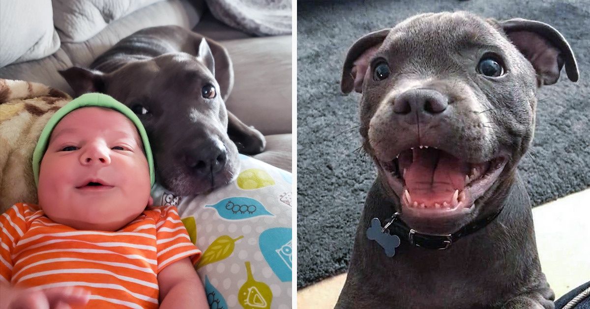 20+ Preuves que les pitbulls sont les créatures les plus “agressives” de la planète 20+ Preuves que les pitbulls sont les créatures les plus “agressives” de la planète