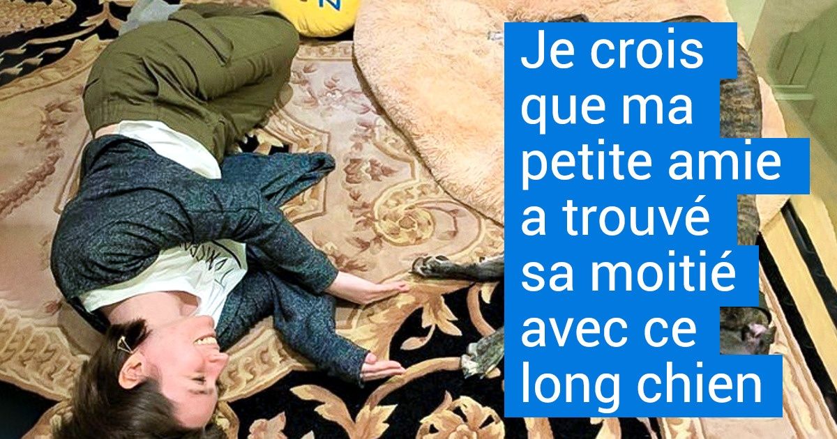 19 Lévriers pour lesquels l’adjectif “grand” semble trop pauvre pour décrire leur charme