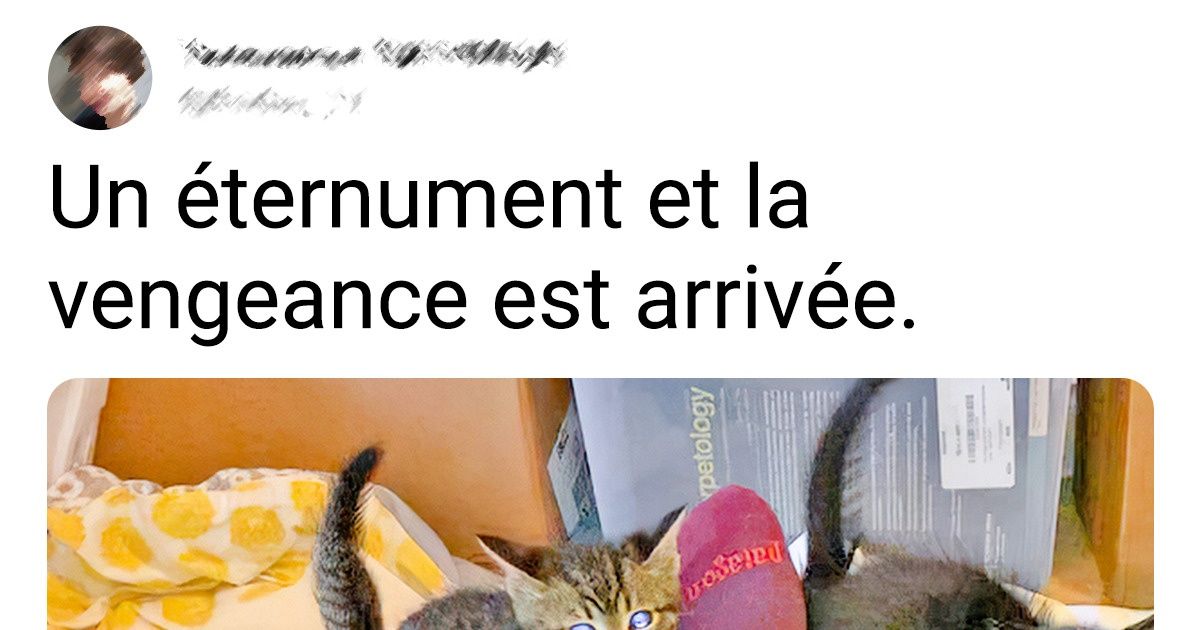 20+ Personnes qui ont adopté un chaton et qui sont complètement tombées gaga de cette petite boule de poils maline