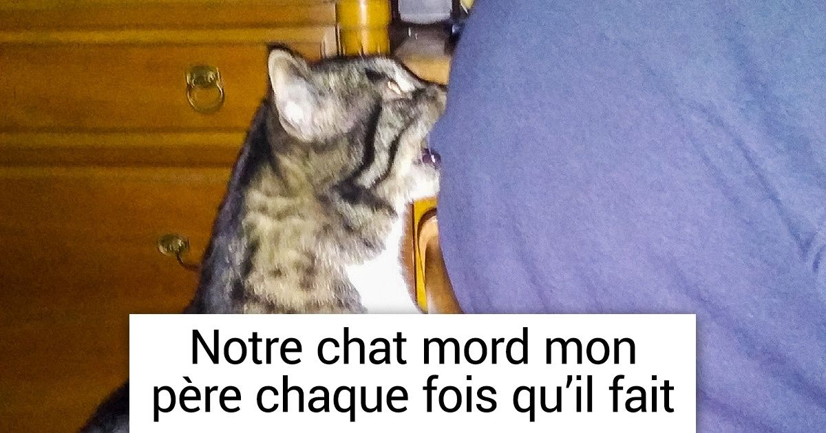 20+ Animaux de compagnie fatigués d’être de bons garçons 20+ Animaux de compagnie fatigués d’être de bons garçons
