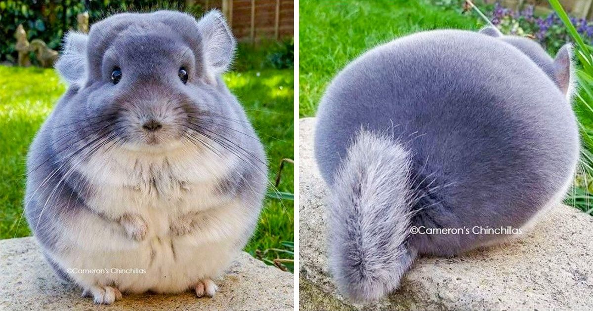 22 Adorables photos de chinchillas qui feront fondre le cœur de n’importe quelle personne