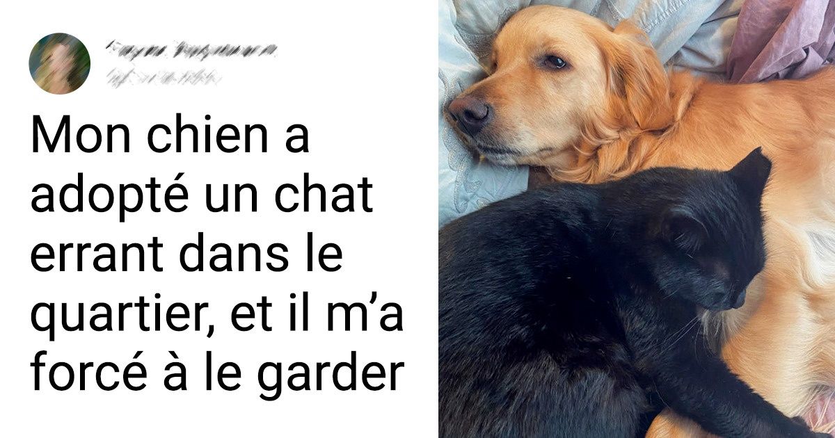 20 Moments où des animaux ont rencontré leurs anges gardiens