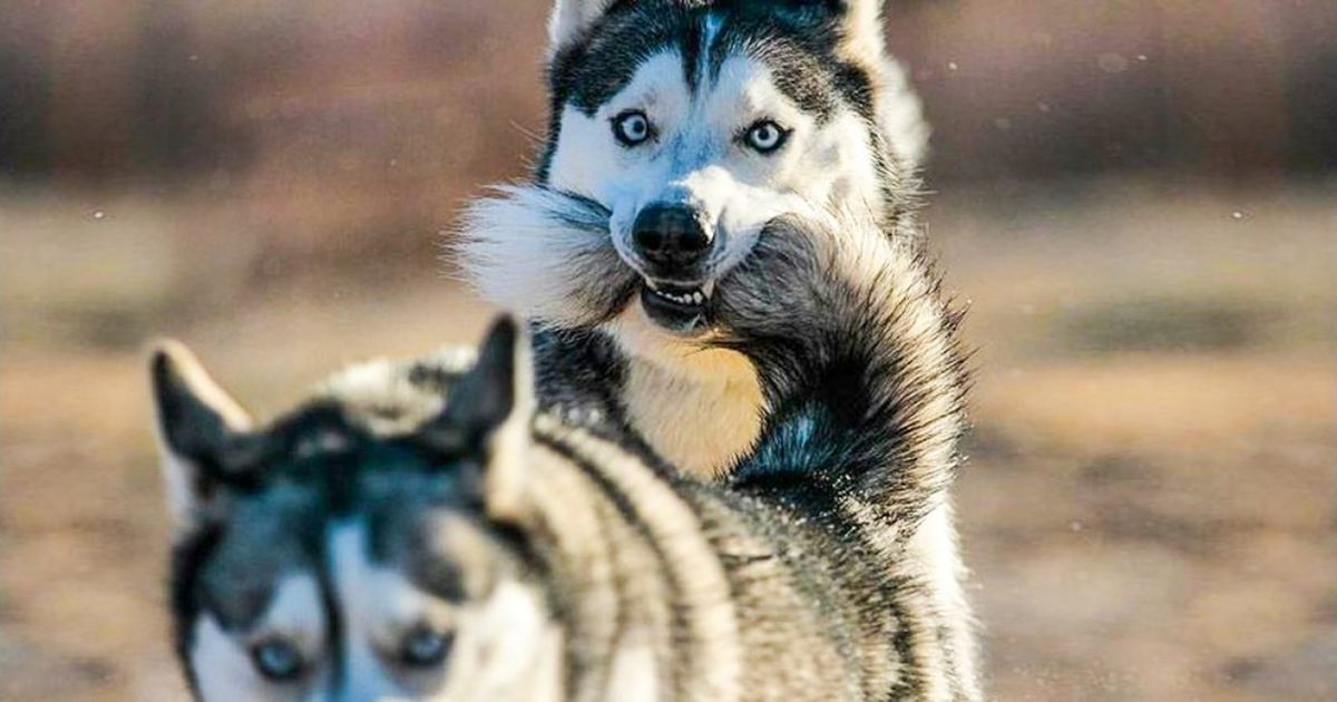 2018 sera l’année du chien, l’occasion de te montrer dès maintenant ces 30 photos absolument irrésistibles
