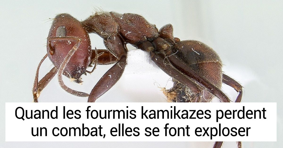 14 Faits sur la nature que ton prof de bio ne t’a pas appris 14 Faits sur la nature que ton prof de bio ne t’a pas appris