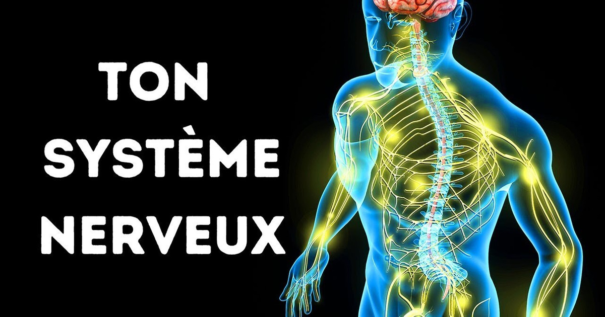 Un Voyage À Travers Ton Système Nerveux