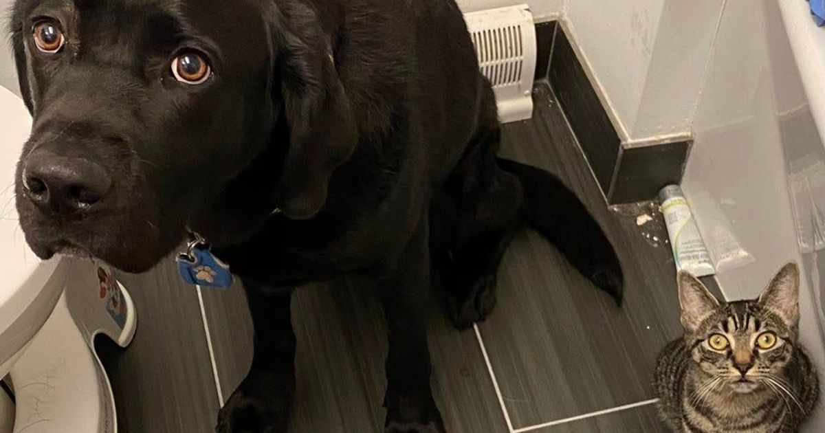 20+ Bouilles attendrissantes d’animaux coupables que l’on n’ose pas punir 20+ Bouilles attendrissantes d’animaux coupables que l’on n’ose pas punir